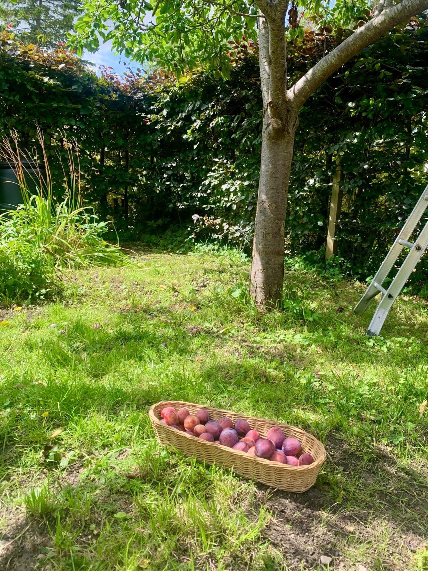 הוילה Watlington  The Little Orchard מראה חיצוני תמונה